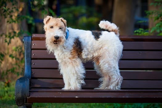 Beautiful dog. Portrait young dog playing