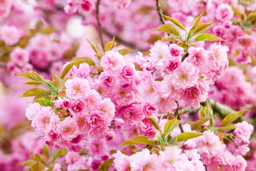 Beautiful pink flowers. lilac flowers.