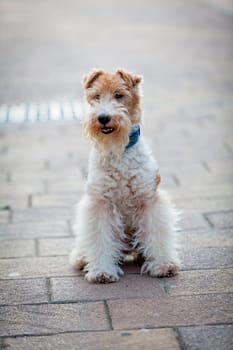 beautiful dog. Portrait young dog playing. Fox Terrier