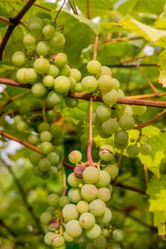 Ripe Bunche of White Wine Grapes.  Grape. Grape harvest. Grape pattern. Grape background. Green grape. White grapes