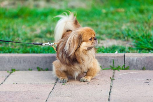beautiful pekingese on grass