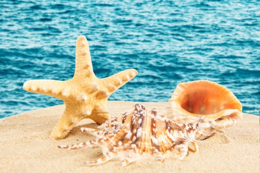 Shell on the beach