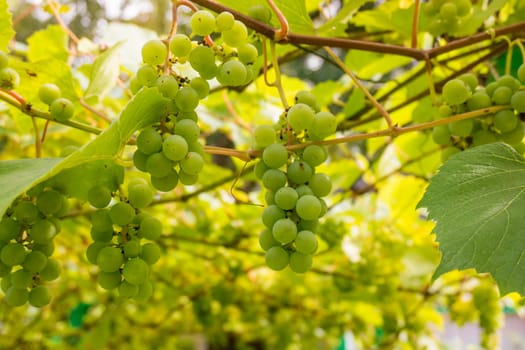Ripe Bunche of White Wine Grapes.  Grape. Grape harvest. Grape pattern. Grape background. Green grape. White grapes