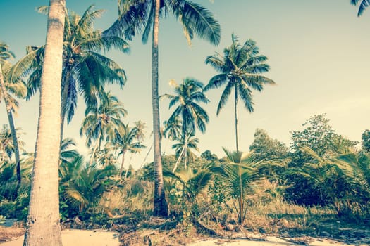 Vintge Palm Trees. palm trees in vintage style. Palm trees  vintage toned