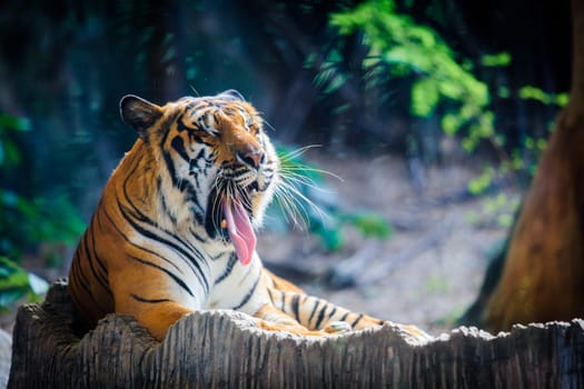 Tiger, portrait of a bengal tiger. A tiger sitting in a zoo.