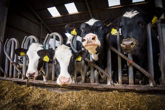 cows in a farm.  Dairy cows .