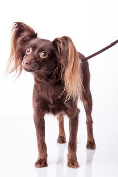 cute Russian toy terrier  on a white background