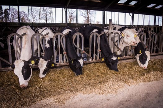 cows in a farm.  Dairy cows .