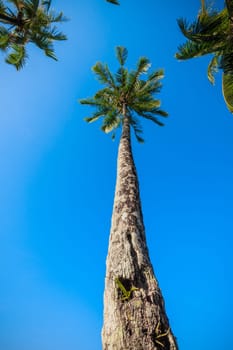 nice palm trees in the blue  sky.  Coconut palm trees.  palm tree perspective view from floor high up