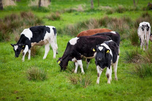 Herd of cows. Cows on a green field. Cows on the field
