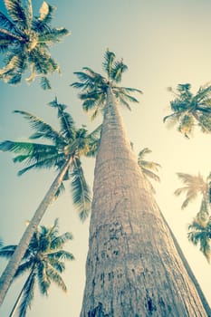 Vintge Palm Trees. palm trees in vintage style. Palm trees  vintage toned
