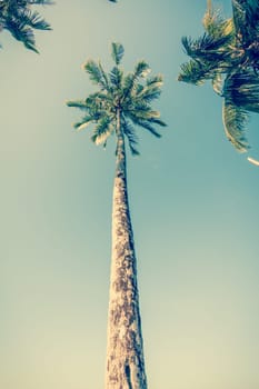 Vintge Palm Trees. palm trees in vintage style. Palm trees  vintage toned