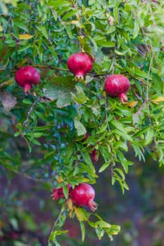 pomegranate fruit on tree.