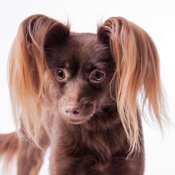 cute Russian toy terrier  on a white background