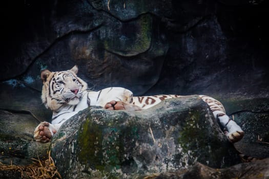White tiger. Tiger On a Rock