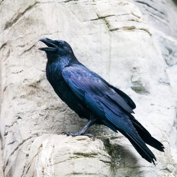 black raven