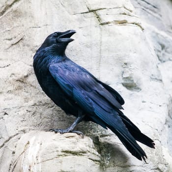 black raven