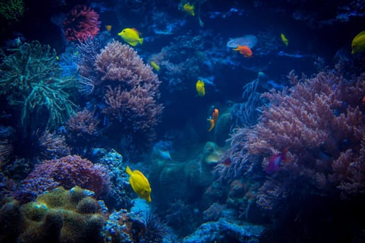 tropical fishes meet in blue coral reef sea water aquarium. Underwater paradise. beautiful underwater world
