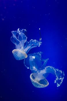 blue jellyfish