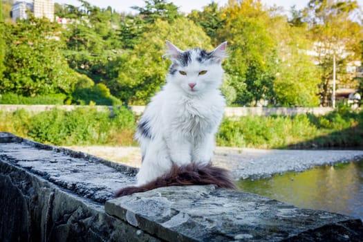 Street cat.   white homeless cat outdoors sitting alone