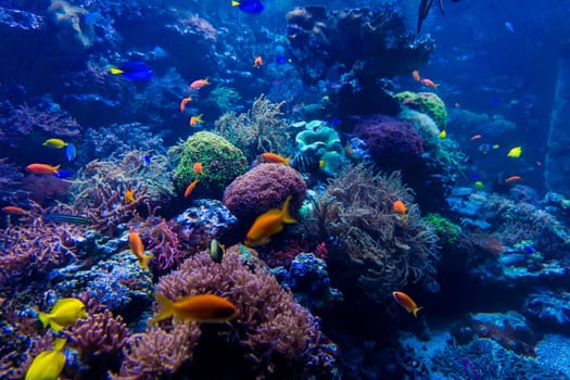 beautiful underwater world