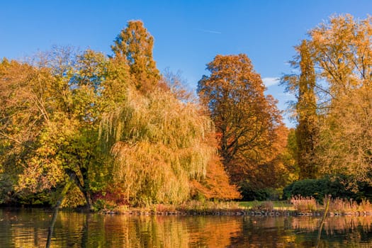 autumn forest landscape.  Golden autumn scenery. Autumn. Fall. Autumnal Park. Autumn Trees and Leaves