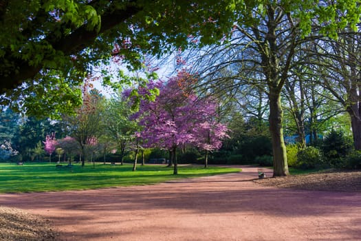 Beautiful park.  Beautiful landscape. Garden