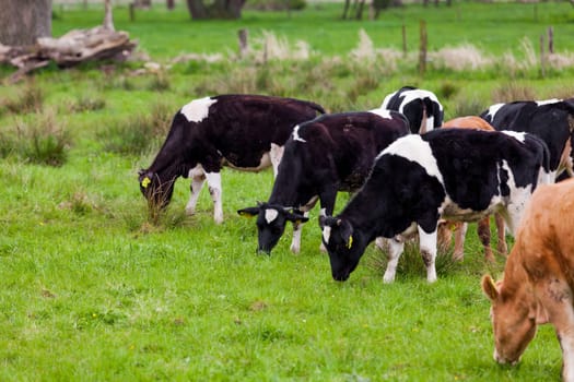 dairy cow. Cow grazing on a green meadow.