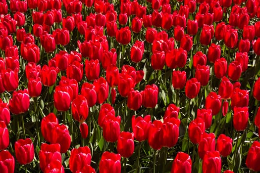 Colorful field of tulips