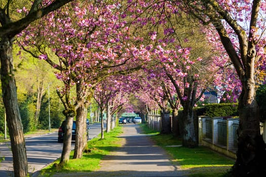 Cherry Blossom Pathway.  Beautiful Landscape