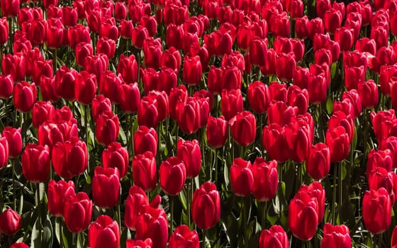 Colorful field of tulips