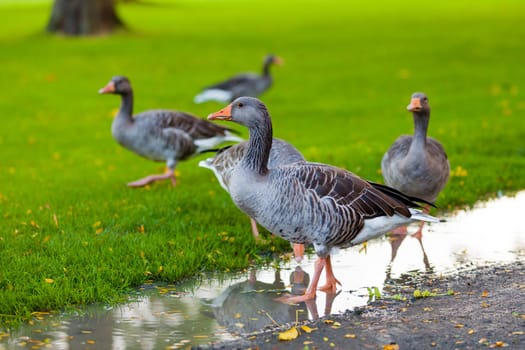 Greylag Goose