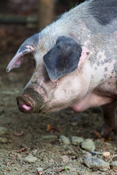 Pig on a farm