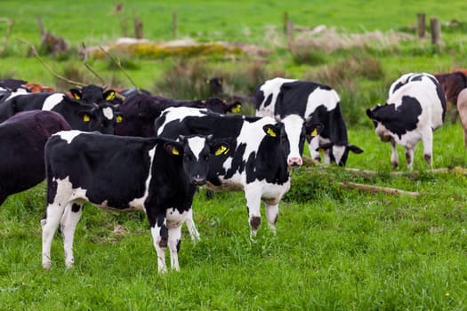 Herd of cows.  Cows on the field