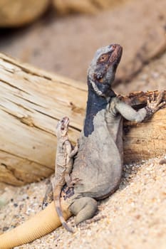 Lizard family