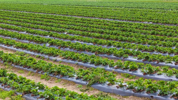 strawberry field