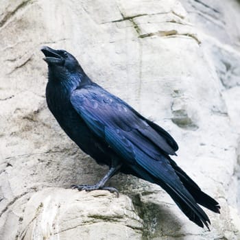 black raven