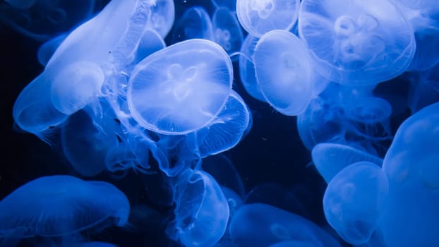 blue jellyfish