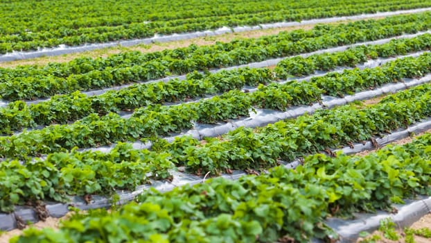 Strawberry plant