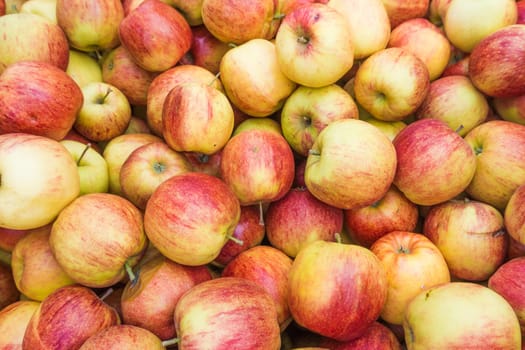 fresh red and yellow apples.  Group of apples