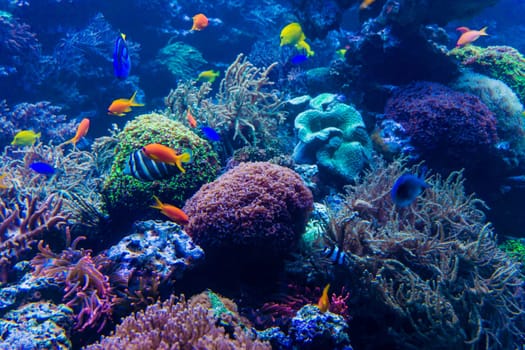 beautiful underwater world