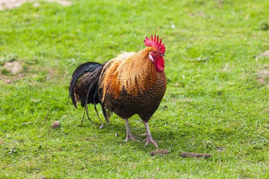 Rooster on farm