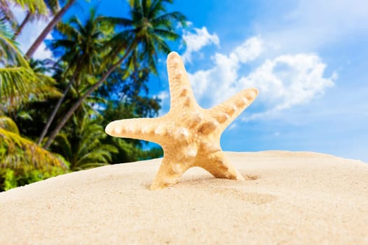sandy beach.  Starfish on the Beach.  Summer Time