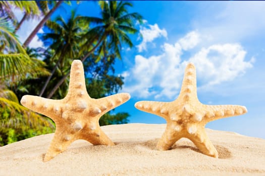 Summer concept.  starfish on a beach
