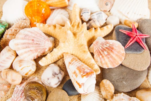 variety of sea shells