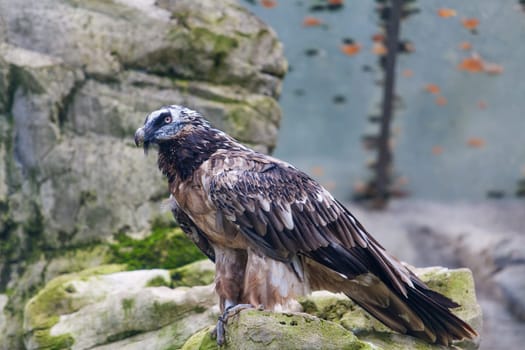Bearded vulture (Gypaetus barbatus) .  Lammergeier or Bearded Vulture