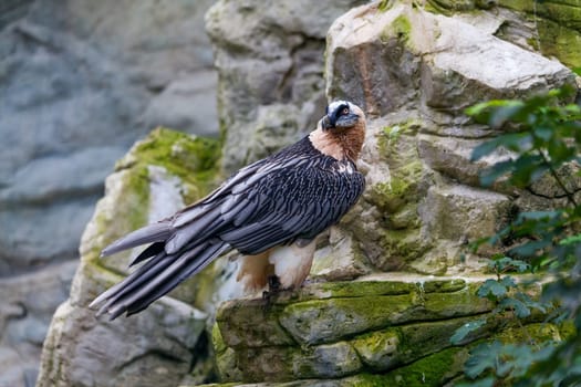 Bearded vulture (Gypaetus barbatus) .  Lammergeier or Bearded Vulture