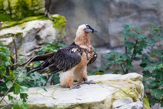 Bearded vulture (Gypaetus barbatus) .  Lammergeier or Bearded Vulture