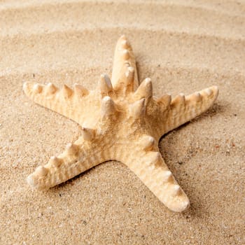 Beautiful starfish on the beach.