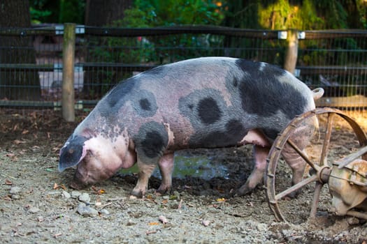 Pig on a farm